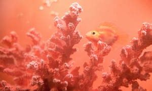 Find over 100+ of the best free coral colour images. Living coral: Pantone's colour of the year for 2019 | Art ...