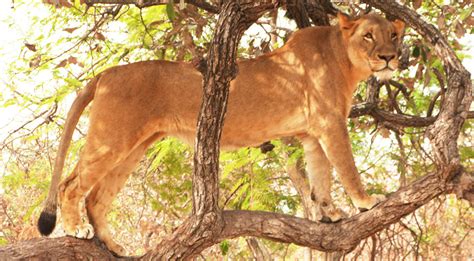 Marche Avec Les Lions Au Sénégal Expériences Sensations Voyage