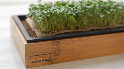 Hamama Microgreens Kit Is Your Fail Proof Indoor Victory Garden The