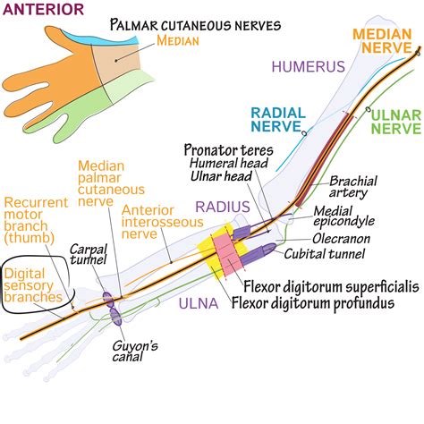 Gross Anatomy Glossary Median Nerve Digital Sensory Branches Draw It