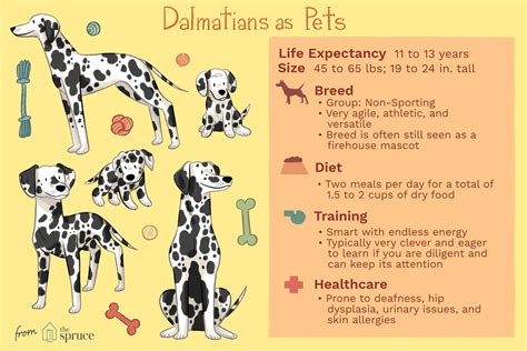 Dalmatian Dog Breed Characteristics And Care