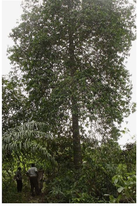 A Typical Tree Of Allanblackia Parviflora Growing At Gwira Banso N 05