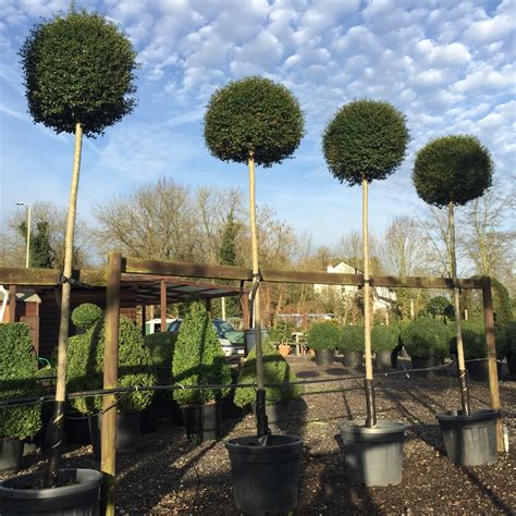Topiary Standard And Topiary Lollipop — Crown Topiary Topiary Trees Uk