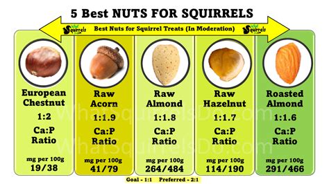 Best And Worst Nuts For Squirrels 30 Nut Types Ranked Bad To Good For