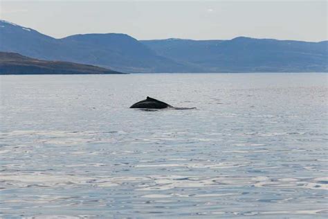 Akureyri 3 Hour Classic Whale Watching Tour Getyourguide