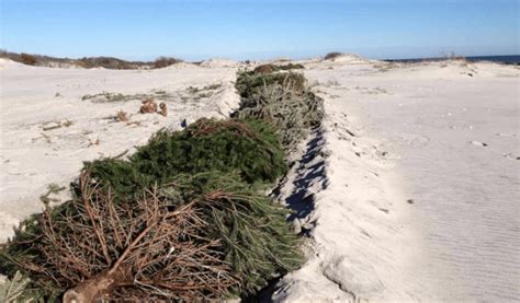 New Jersey Will Recycle Old Christmas Trees To Help Shore Up Beach