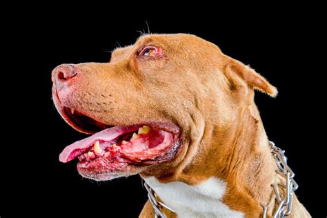 Pit Bull Head Stock Image Image Of Pedigree Security 61379813