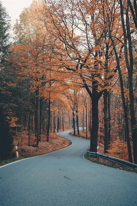 1920x1080px 1080p Free Download Brown Trees On Gray Concrete Road