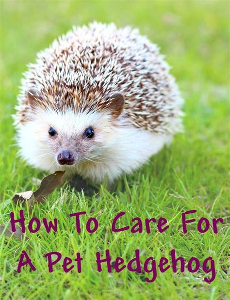 But let's explore just how much you'll be paying for this privilege and whether or not. How much work and care does a pet hedgehog require? They ...