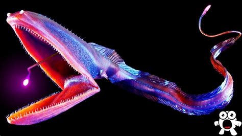 Top 10 Most Bizarre Deep Sea Creatures Ever Discovered Previews For