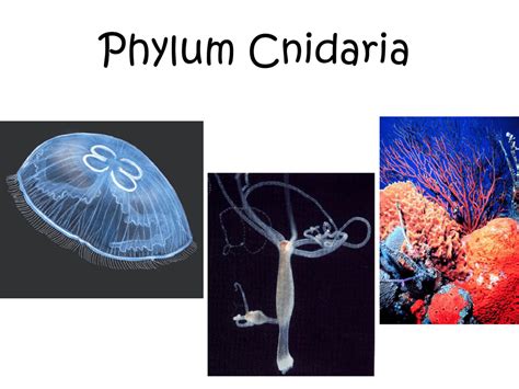 Phylum Cnidaria And Ctenophora 189 Plays Quizizz