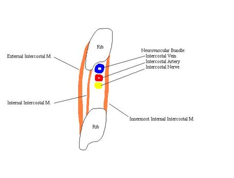 Intercostalneurovascularbundlecomplete