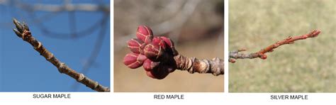 Maple trees are easily recognizable. Monitor My Maple Project | Nature Up North