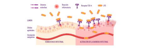 Endotoxinas Y Su Adsorción A Través De Minazel Minazel Plus Y Mycoraid