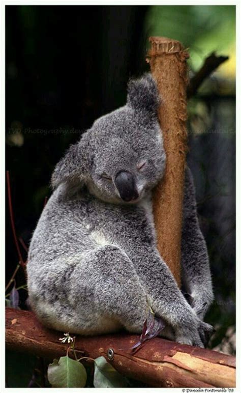Tired Koala Bear Sleeping Animals Animals Beautiful Cute Animals