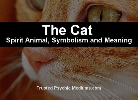 The Cat Spirit Animal A Complete Guide To Meaning And Symbolism Lion