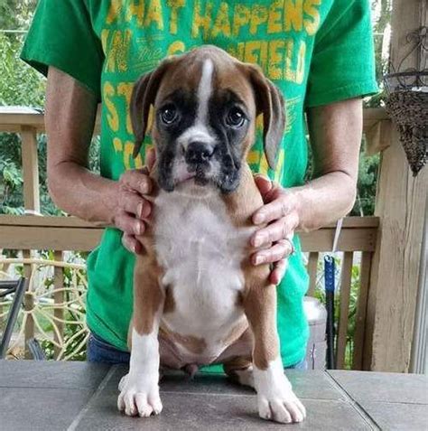 Labrador retriever male and female puppy, text me for more information 281.726.3078. Boxer Puppies For Sale | Houston, TX #217322 | Petzlover