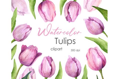 Watercolor Floral Clipart Tulip Art Graphic By Komtsyantatyanaart