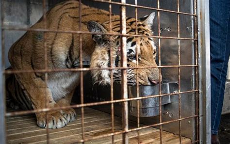 Tiger Rescued From Worlds Worst Zoo In Gaza Arrives In South Africa