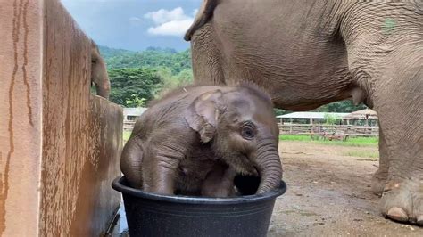 Cuteness Alert Baby Elephant Wan Mai First Time In Bathtub