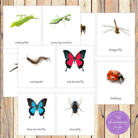 Montessori Insect 3 Part Cards Etsy Ireland
