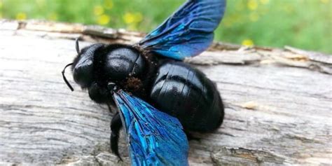 Not to mention the damage they cause to anything wooden that lies around the property. Get Rid of Carpenter Bees: Treatment and Removal - Suburban