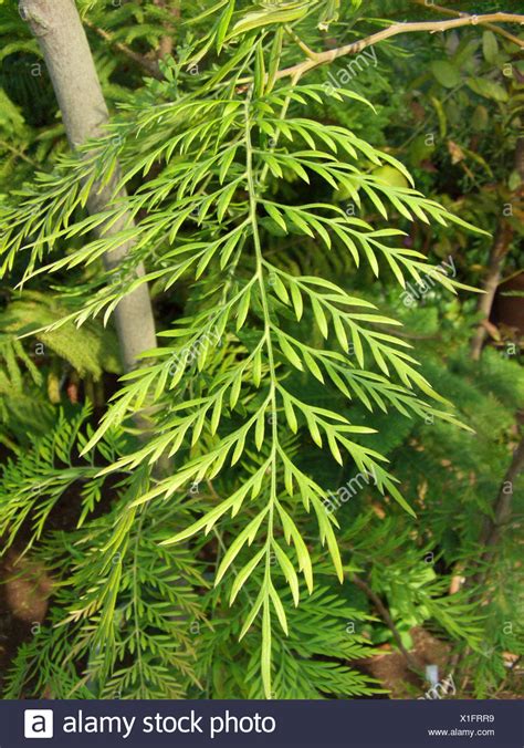 It belongs to the family proteaceae (see proteales). silky oak wood, silkoak (Grevillea robusta), leave Stock ...