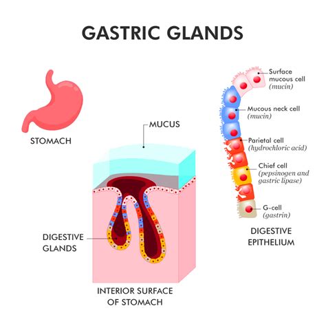 Gastric Gland Anatomy Types Functions Importance Geeksforgeeks