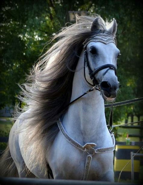 Très beau cheval | Beautiful horses, Most beautiful horses ...