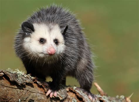 Welcome to the mississippi department of revenue. 10 Odd Opossum Facts - Mississippi Wildlife - Tara Wildlife