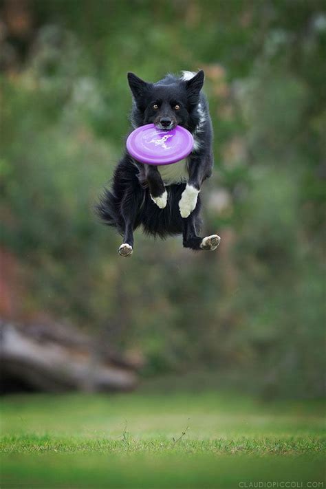 Photographer Captures Dogs In Mid Air Jumping To Catch Frisbees