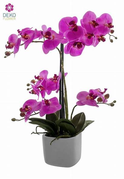 Orchidee Kunst Groessere Klick Ansicht Fuer
