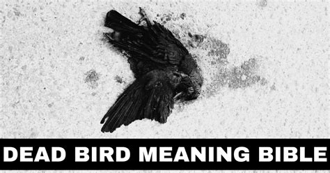 What Is The Significance Of Dead Bird Meaning Bible