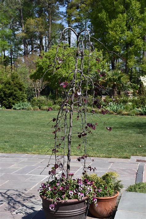 Ruby falls redbud is exploding off the charts of woody plant desirability as an entirely new variety, displaying purple foliage on a small weeping form of this native understory tree. Ruby Falls Redbud (Cercis canadensis 'Ruby Falls') in ...