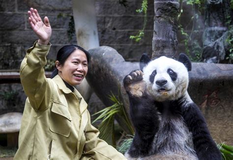 Basi Worlds Oldest Captive Giant Panda Dies In China