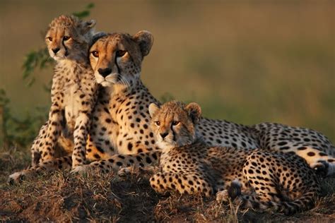 Asiatic Cheetah Persian Leopards Observed In North Central Iran
