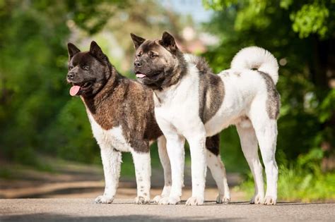 American Akita Ultimate Guide Pictures Characteristics And Facts
