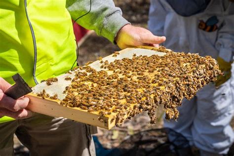 Begin Beekeeping Apiarist Beekeeping Bees Honeybees Apiarist