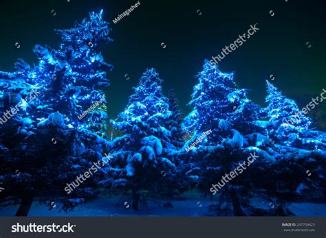 Snow Covered Christmas Tree Lights Winter Stock Photo 247759423