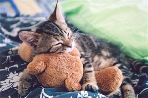 Kitten Hugging A Teddy Bear 子猫 おかしな動物 かわいい子猫