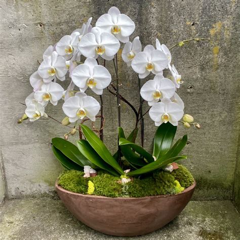 Phalaenopsis Orchid Plant Trio In Seattle Wa Fiori Floral Design