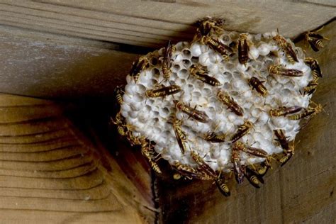If not dealt with, it is possible to get a super nest of these wasps. Getting Rid of Yellow Jackets in Your House | ThriftyFun