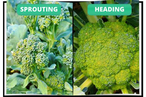 How To Grow Broccoli In Your Raised Beds Bed Gardening