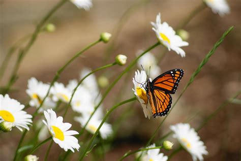 Monarch Butterfly On Daisy Photograph By Sonja Bingen Pixels