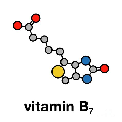Vitamin B7 Molecule Photograph By Molekuulscience Photo Library Fine