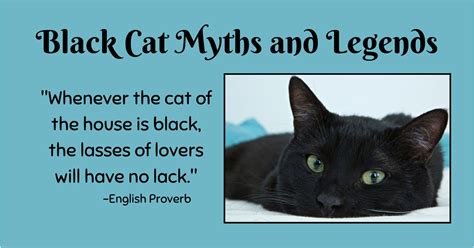 Black Cats Myths Legends And Superstitions — Mother Nature