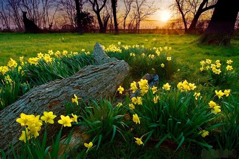 Natures Beauty Spring Yellow Spring Background Beautiful Beauty