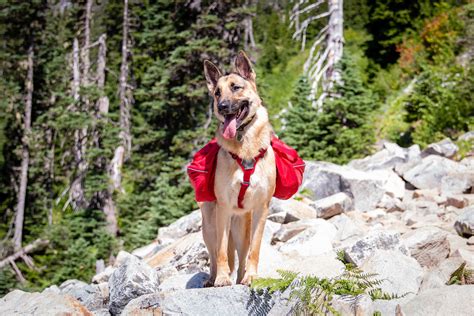 German Shepherd Hiking 5 Tips To Prepare You - Shepherds Bone