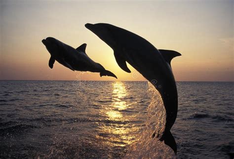 Bottlenose Dolphin Tursiops Truncatus Adults Leaping At Sunset