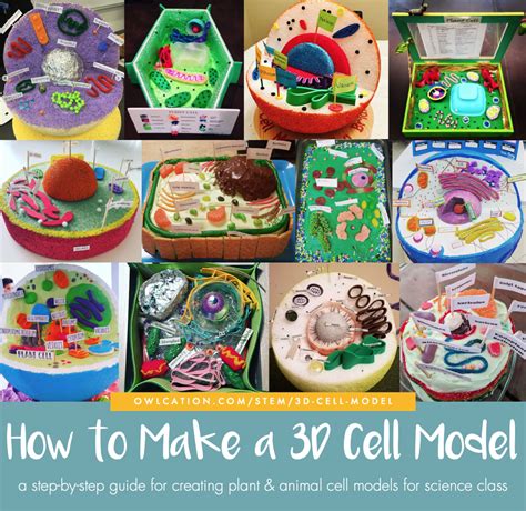 How To Make A 3d Animal Cell With Styrofoam Iammrfostercom